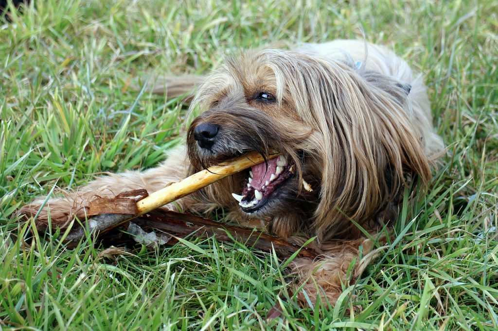 6 best ways to teach dogs how to stop chewing