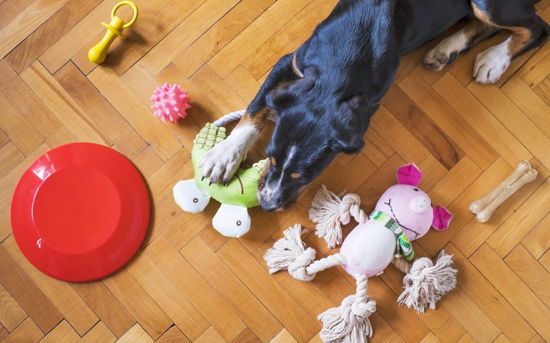 Prevent Dog Boredom When They’re Home Alone
