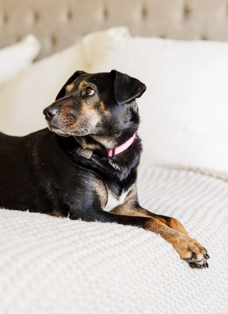 Three Dogology University trainers each working with a dog—Rottweiler puppy, French bulldog, and Havanese—during day training at a Michigan state park