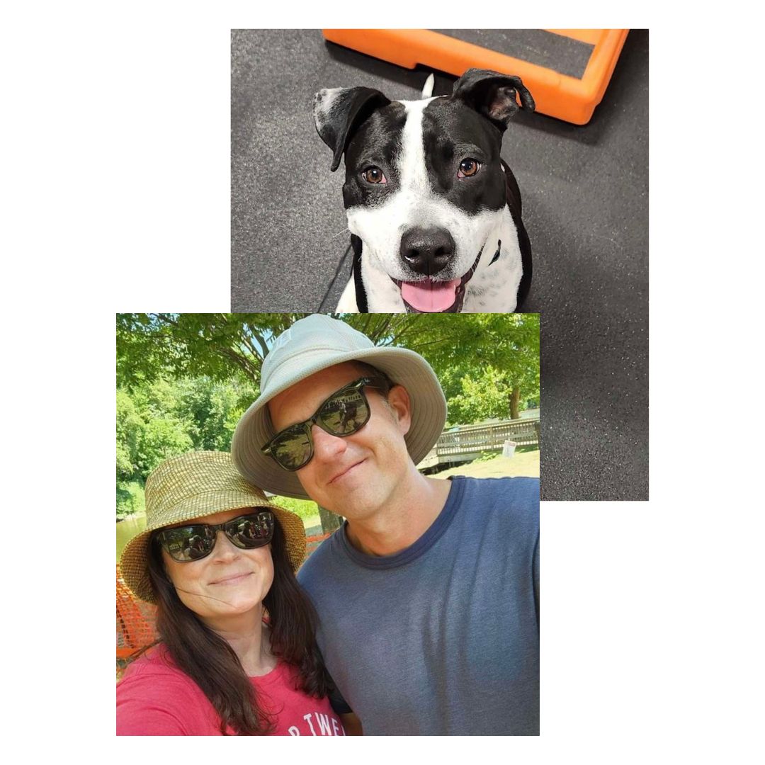 Black and white dog named Jerry sitting and looking at the camera, part of a testimonial for Dogology University