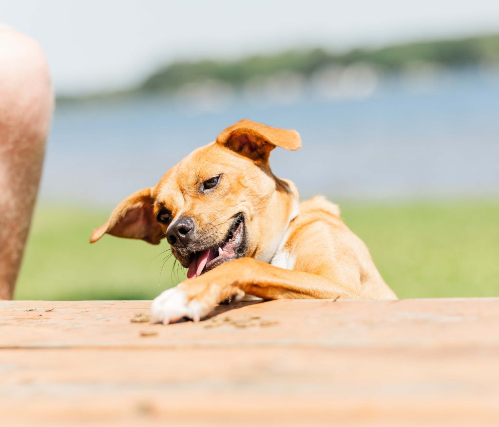 Tan puppy pawing at a table during a training session at Dogology University