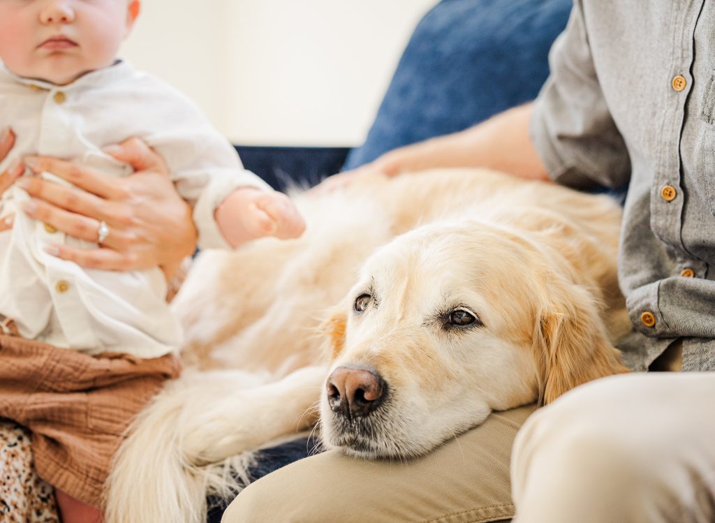 Dog looking off with its head resting in a lap during a day training session with Dogology University