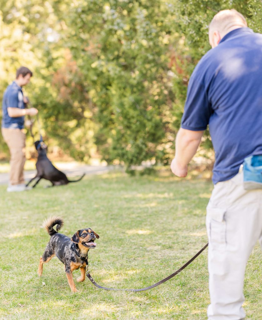 Pug mix coming when called during outdoor training at a local park, part of recall training at Dogology University