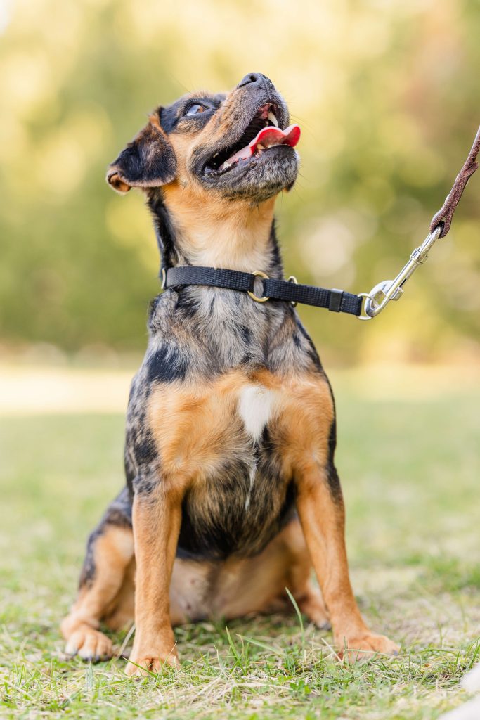 Small pug mix with its tongue out, focusing on a Dogology University trainer outdoors at Heritage Park in Canton, MI