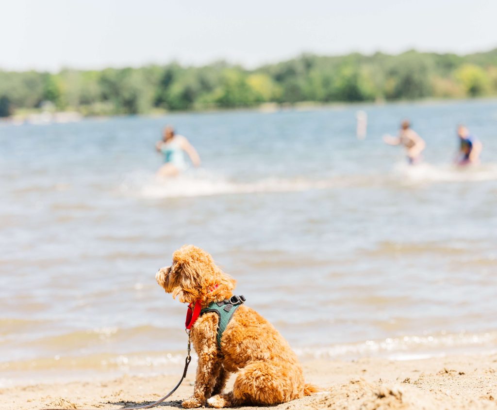 Service dog doodle wearing a harness, sitting on a beach in Waterloo during training with kids running in the background as distractions