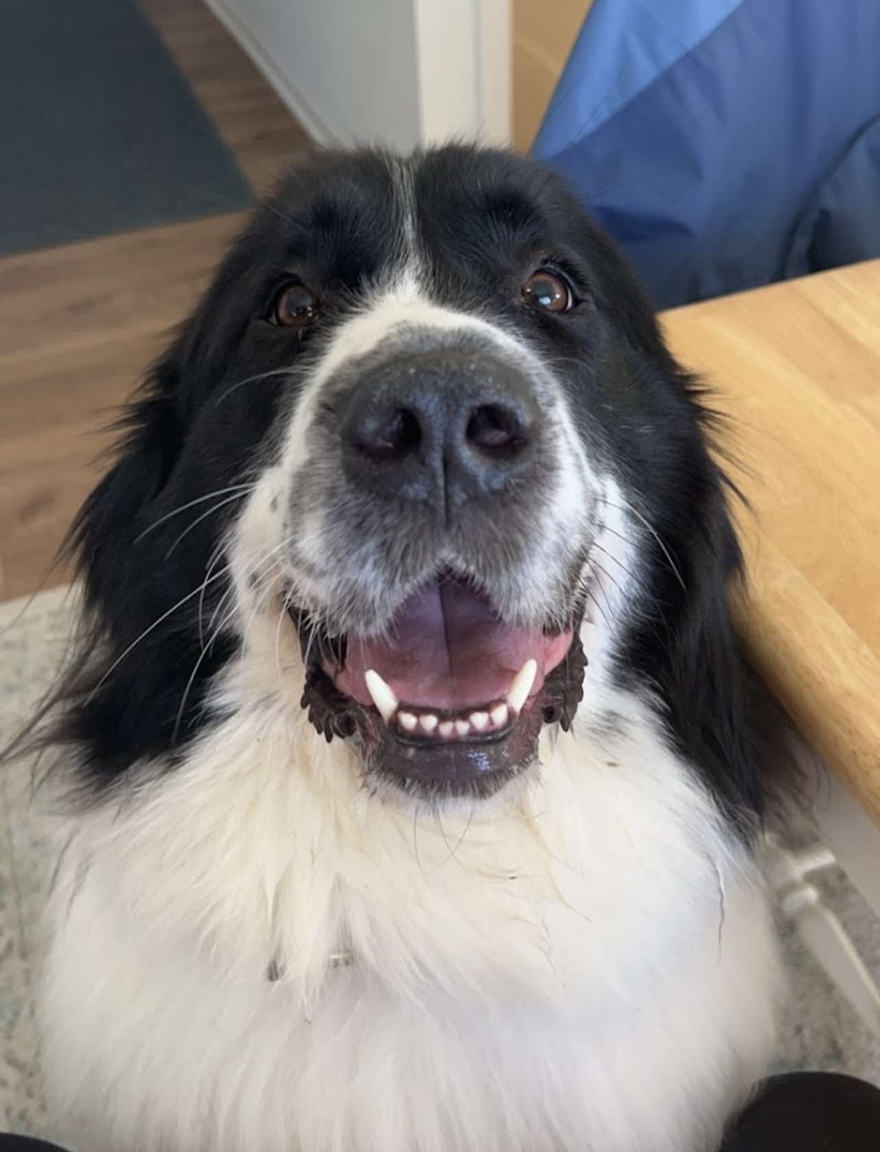 Testimonial photo of a black and white Newfoundland looking directly at the camera for Dogology University