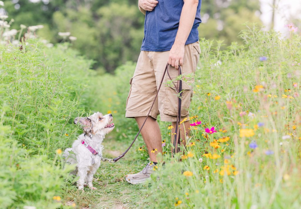 Terrier standing in a flower field in Canton, MI, looking up at a Dogology University trainer with focus during a group class