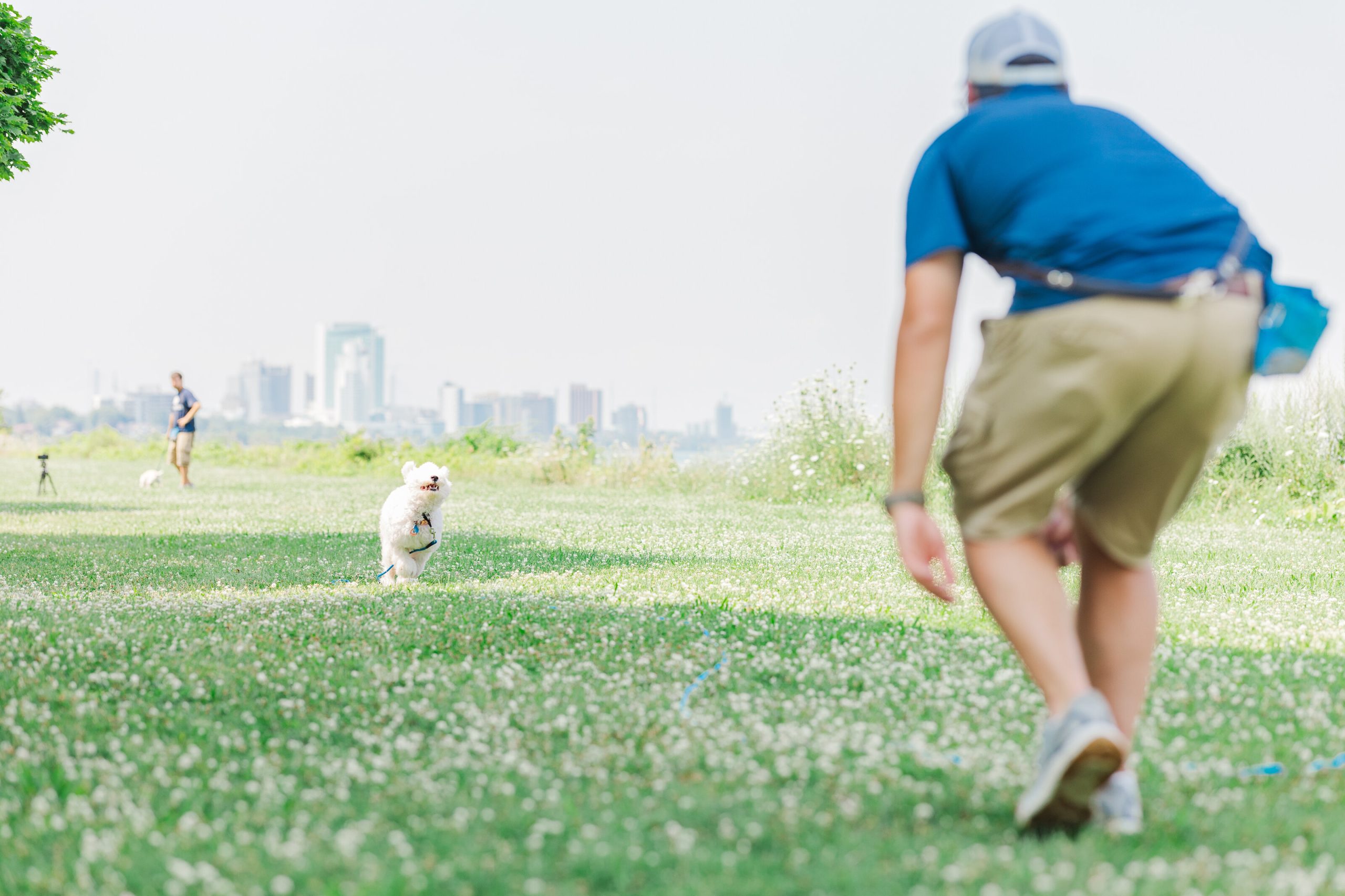White service dog in training performing a long line recall to a Dogology University trainer at a Michigan state park during day training