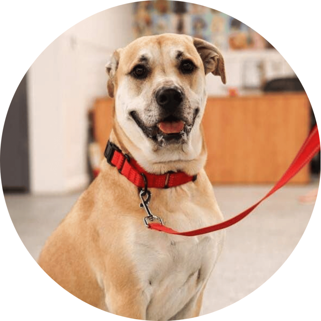 Tan mixed dog with a red collar looking at the camera during a group class at Dogology University facility