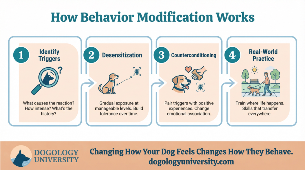 dogology_infographic_behavior_mod_process