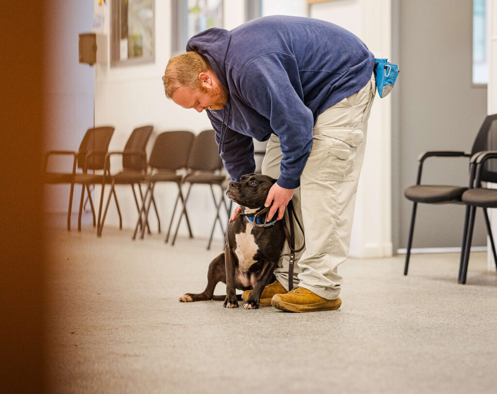 Dog trainer gently working with dog during indoor training session in Grand Haven MI