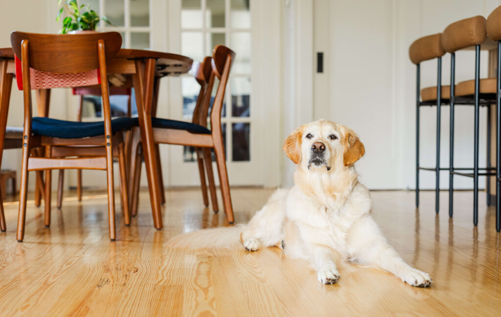 Dog calmly laying on floor in real home environment during in-home dog training in Grand Haven Michigan
