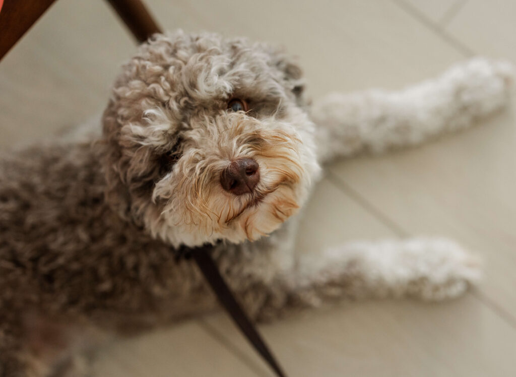 Calm doodle dog during in-home training with Dogology University in Grand Haven Michigan